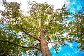  Manhasset Hills, NY Tree Removal Pros