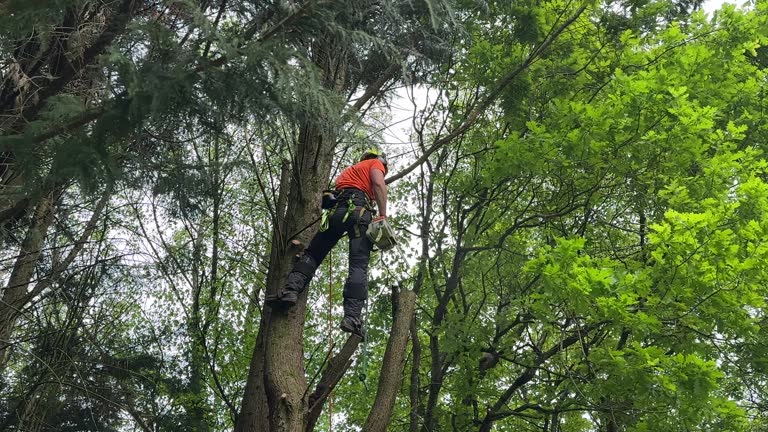 Best Tree Trimming and Pruning  in Manhasset Hills, NY