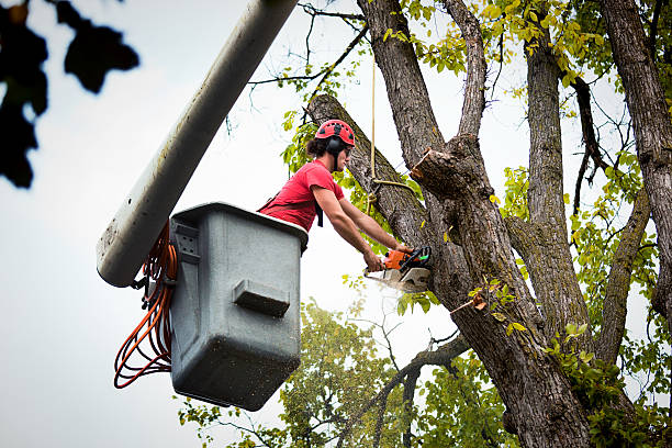 Professional Tree Removal in Manhasset Hills, NY
