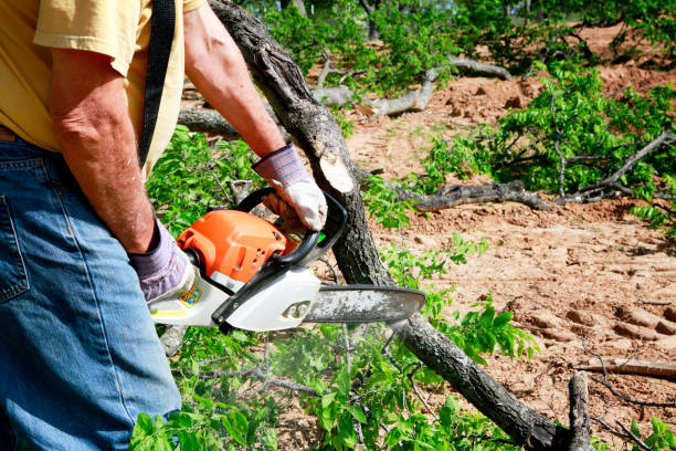 Best Root Management and Removal  in Manhasset Hills, NY